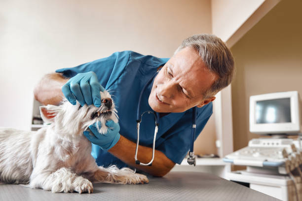 Best Cosmetic Emergency Dentistry in Sun Lakes, AZ